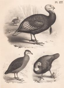 The Wilk Turkey, The Australian Brush Turkey, The Great-footed Hen